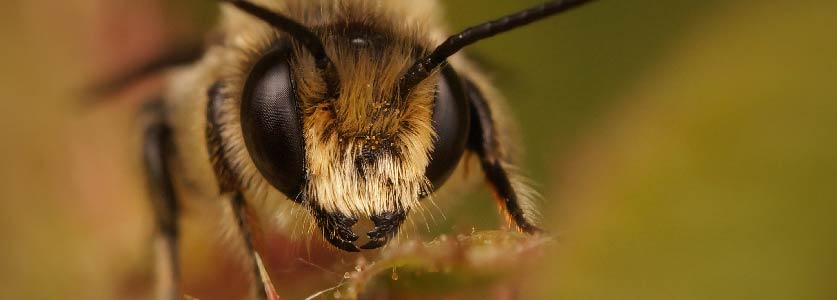 que hacer si hay un enjambre de abejas hamelin bioseguridad la muela zaragoza abeja primer plano