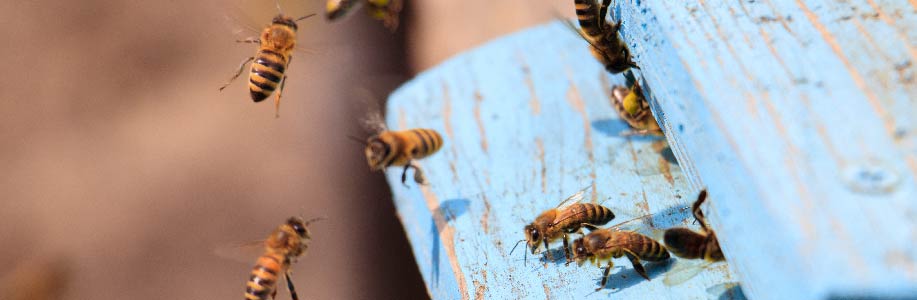 que hacer si hay un enjambre de abejas hamelin bioseguridad la muela zaragoza enjambre con abejas abejas polen_