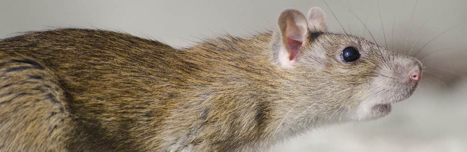 como saber si hay una rata hamelin bioseguridad la muela zaragoza rata cuerpo entero