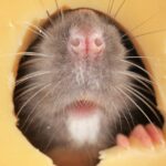 como saber si hay una rata hocico rata en queso hamelin bioseguridad la muela zaragoza ratas en casa