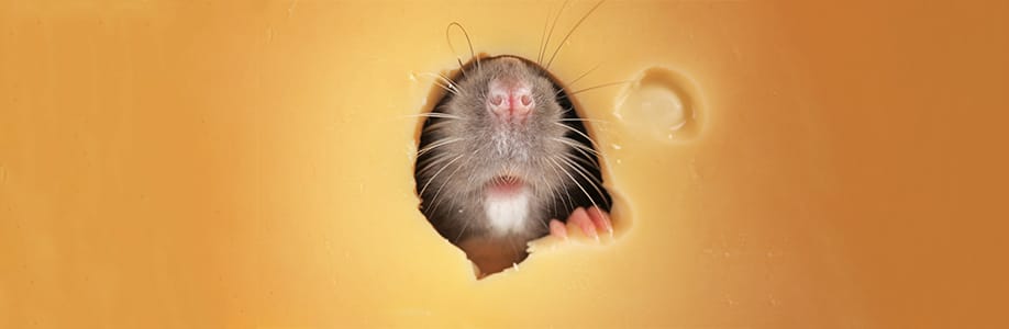 como saber si hay una rata hocico rata en queso hamelin bioseguridad la muela zaragoza