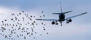 control de aves en aeropuertos hamelin bioseguridad zaragoza la muela control de aves en aviones aeropuertos