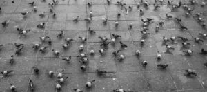 enfermeades que transmiten las palomas en una plaza