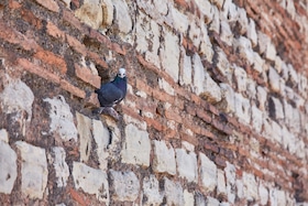 evitar huecos para control plagas palomas