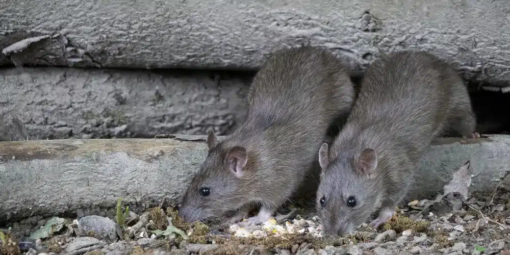 como ahuyentar ratas