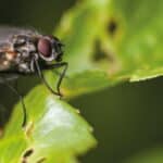 mosca negra españa mosca negra picadura mosca negra hamelin bioseguridad las moscas pican la mosca negra moscas negras moscas españa