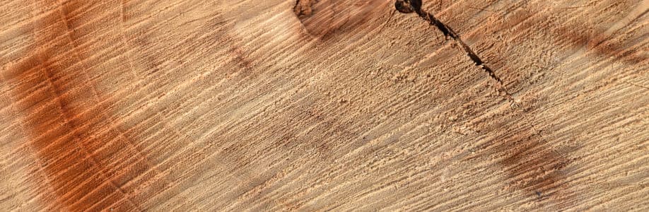 eliminar termitas de la madera