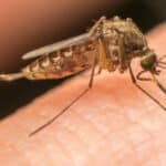 picadura de mosquito