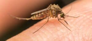 picadura de mosquito