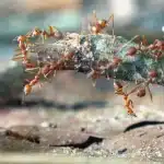 control de plaga de hormigas