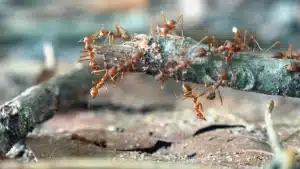 control de plaga de hormigas