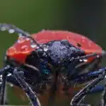 sintoma picudo rojo