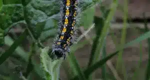 peligros de la procesionaria