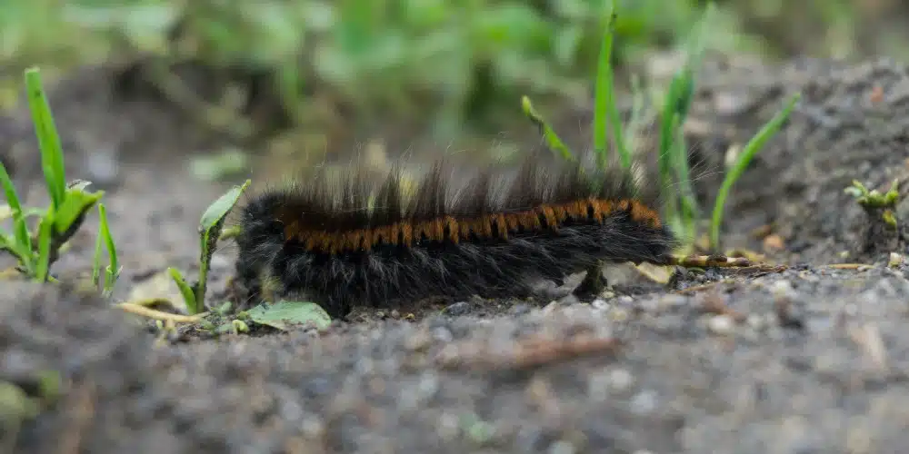 prevenir procesionaria a tiempo