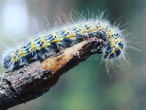 peligros procesionaria en animales