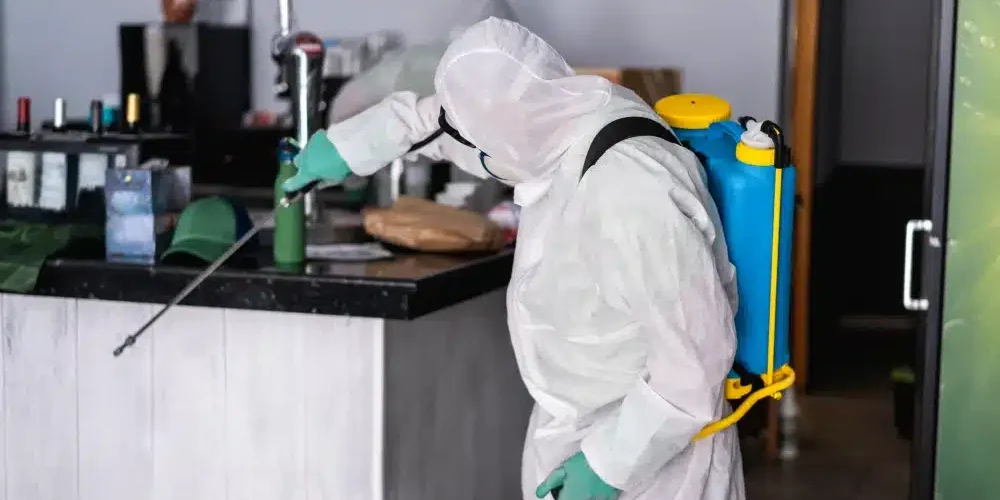eliminar plaga de hormigas