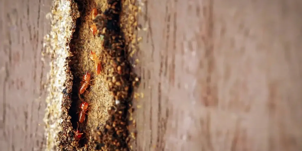 insectos xilofagos