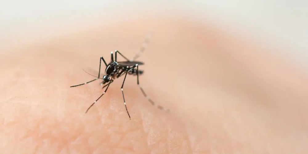 tipos de mosquito